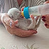 kitten, newborn, baby_animal, feeding, bottle, milk, hand, person, nail_polish, striped_shirt, table, floral_pattern, indoor, cute, small, fur, animal_care, domestic_animal, tender_moment, nurturing