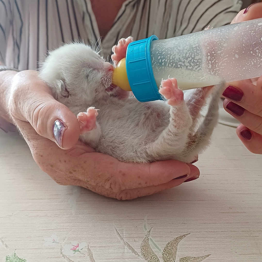 Petit Cœur a rejoint le concours — aidez-le/la à gagner de superbes lots ! kitten, newborn, baby_animal, feeding, bottle, milk, hand, person, nail_polish, striped_shirt, table, floral_pattern, indoor, cute, small, fur, animal_care, domestic_animal, tender_moment, nurturing