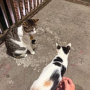 Fuzzy joined the competition — help win amazing prizes! cat, cats, concrete, floor, railing, brick_wall, animal, pet, tabby_cat, calico_cat, person, hand, night, outdoor, sitting, curious, feline, striped, white, black