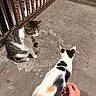cat, cats, concrete, floor, railing, brick_wall, animal, pet, tabby_cat, calico_cat, person, hand, night, outdoor, sitting, curious, feline, striped, white, black