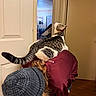 Fuzzy joined the competition — help win amazing prizes! bent_over, casual_clothing, cat, collar, comfort, curly_hair, door, furniture, hat, indoor, light, looking_up, person, pet, poster, room, sweatshirt, tabby_cat, window, wooden_floor