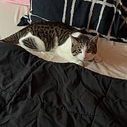 Fuzzy joined the competition — help win amazing prizes! animal, bed, black_comforter, cat, comforter, cozy, curious, domestic_cat, feline, fur, indoor, looking, pet, pillow, pink_wall, resting, striped_pillow, tabby_cat, whiskers, white_bed_sheet
