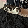 animal, bed, black_comforter, cat, comforter, cozy, curious, domestic_cat, feline, fur, indoor, looking, pet, pillow, pink_wall, resting, striped_pillow, tabby_cat, whiskers, white_bed_sheet