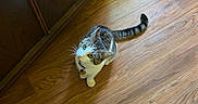 Fuzzy is registered to the contest to win money with this photo: animal, cabinet, casual, cat, cozy, curious, domestic, feline, flooring, home, indoor, legs, looking_up, pajama_pants, pet, socks, striped, tabby, white_paws, wooden_floor
