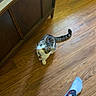 animal, cabinet, casual, cat, cozy, curious, domestic, feline, flooring, home, indoor, legs, looking_up, pajama_pants, pet, socks, striped, tabby, white_paws, wooden_floor