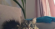 Loki participe au concours pour gagner de l'argent avec cette photo : cat, tabby_cat, feline, pet, indoor, couch, plant, curtains, relaxing, fur, whiskers, paws, looking_at_camera, home, cozy, sunlight, living_room, domestic_animal, resting, long_hair_cat