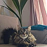 cat, tabby_cat, feline, pet, indoor, couch, plant, curtains, relaxing, fur, whiskers, paws, looking_at_camera, home, cozy, sunlight, living_room, domestic_animal, resting, long_hair_cat