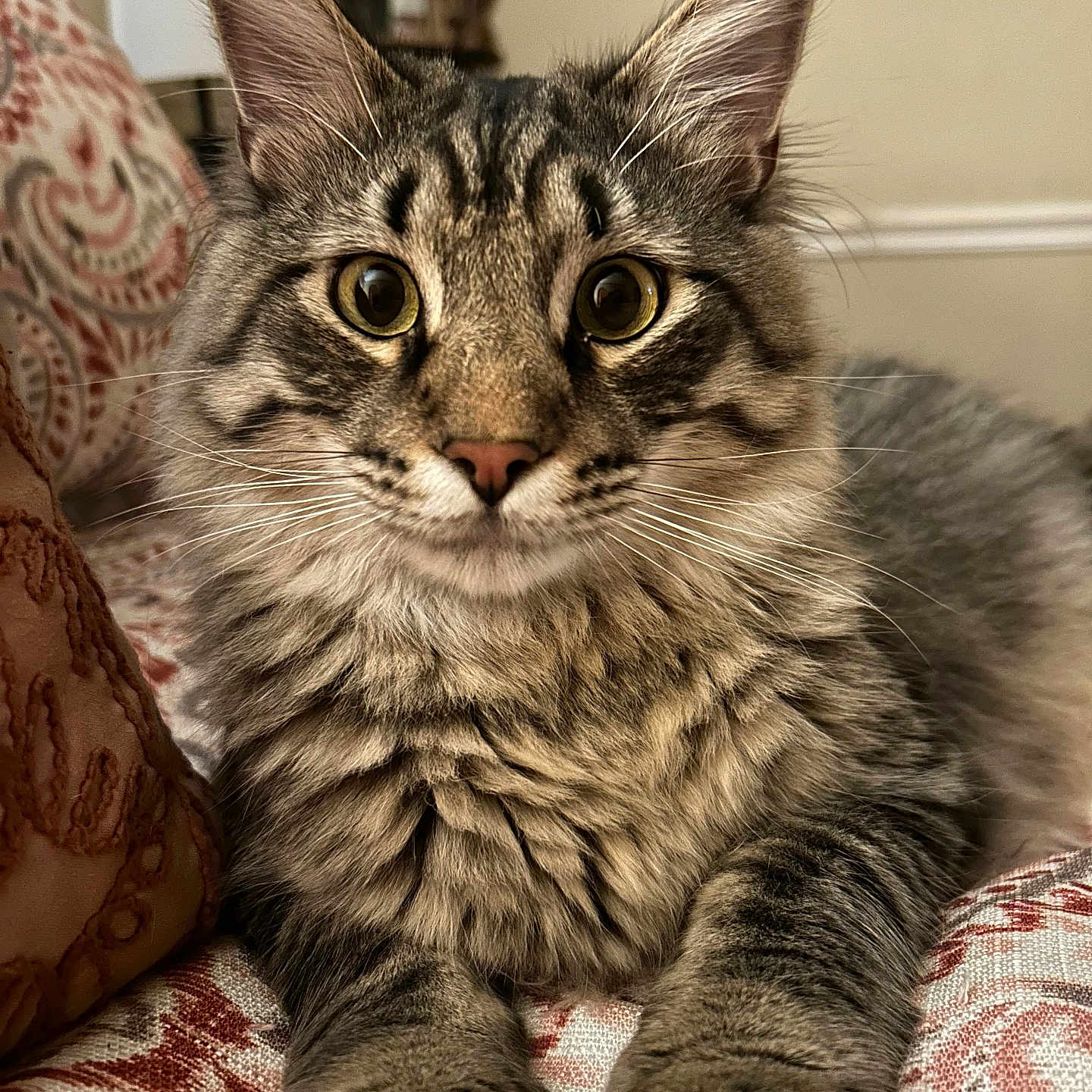 Sebastian is registered to the contest to win money with this photo: abyssinian, angora, animal, architecture, armchair, building, cat, chair, couch, cushion, furniture, homedecor, indoors, kitten, linen, livingroom, manx, pet, room, siamese