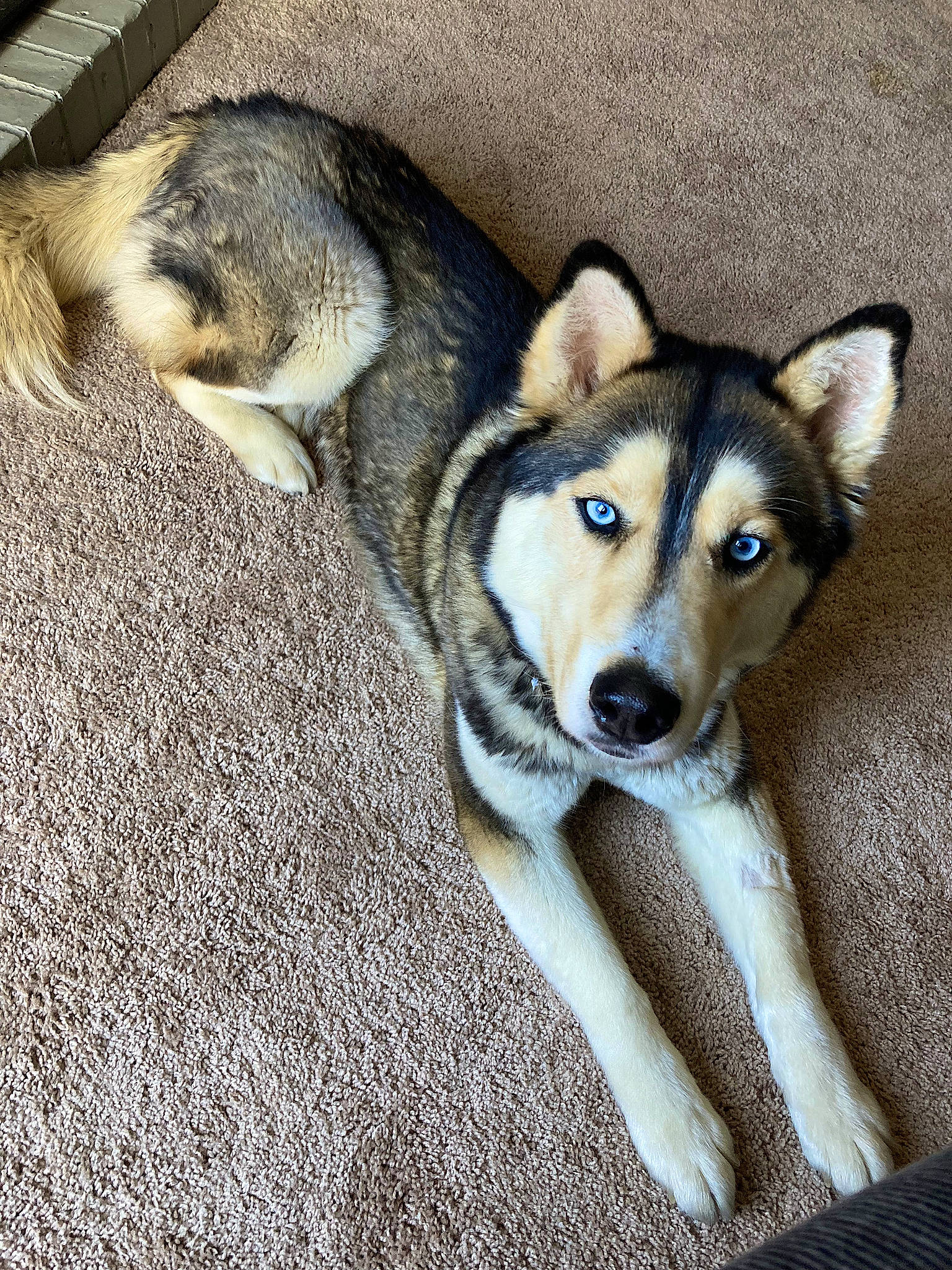 Agatha joined the competition — help win amazing prizes! ancient_dog_breeds, canidae, canis, carnivore, comfort, companion_dog, dog, dog_breed, fawn, foot, fur, non_sporting_group, siberian_husky, sled_dog, snout, sporting_group, terrestrial_animal, whiskers, working_animal, working_dog