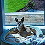 dog, pet_bed, blanket, window, sunlight, garden, grass, flower, stone_wall, indoor, relaxing, small_dog, chihuahua, cozy, home, daylight, resting, furniture, curtain, animal