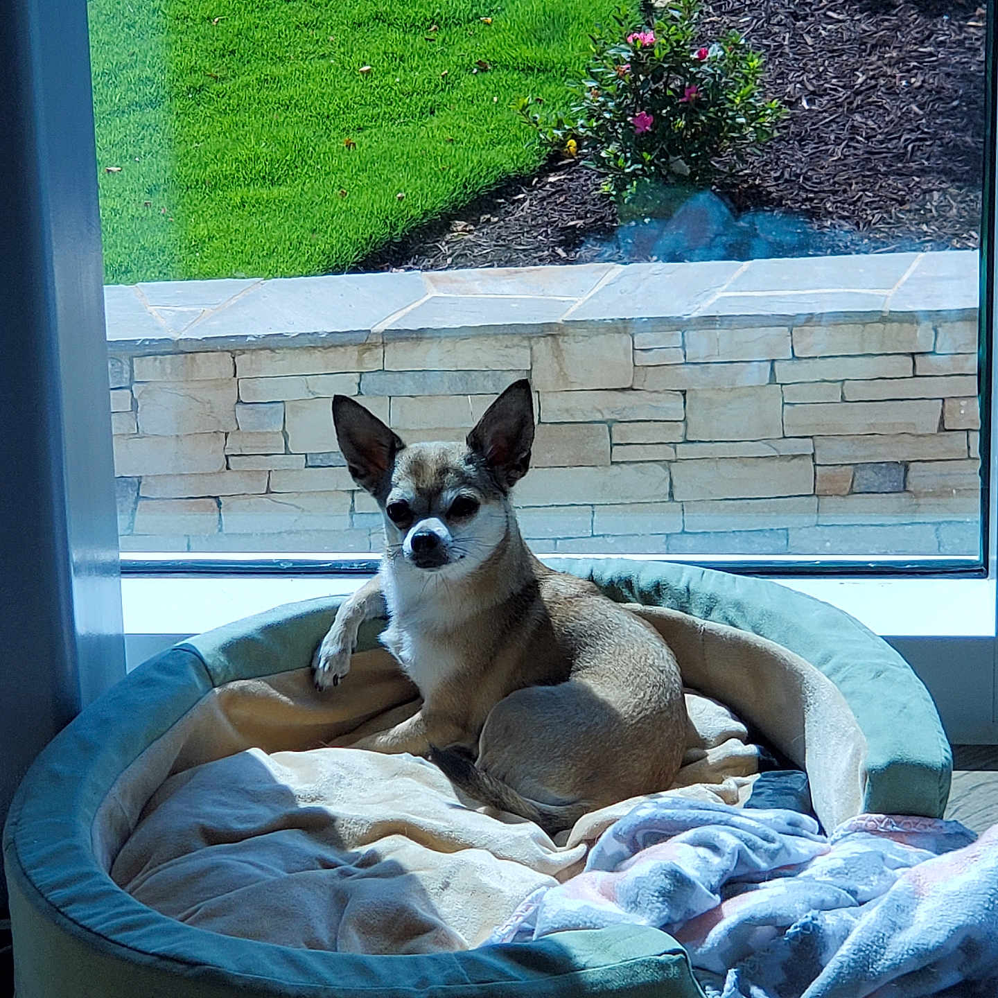 Minnie Rae is registered to the contest to win money with this photo: animal, blanket, chihuahua, cozy, curtain, daylight, dog, flower, furniture, garden, grass, home, indoor, pet_bed, relaxing, resting, small_dog, stone_wall, sunlight, window
