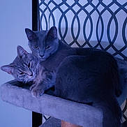 Thelma And Louise is registered to the contest to win money with this photo: animal, cat, cat_tree, cats, close_up, cozy, curtain, domestic_animal, feline, gray_cat, indoor, patterned_curtain, pet, relaxed, resting, sleepy, snuggling, soft_furniture, two_cats, watchful