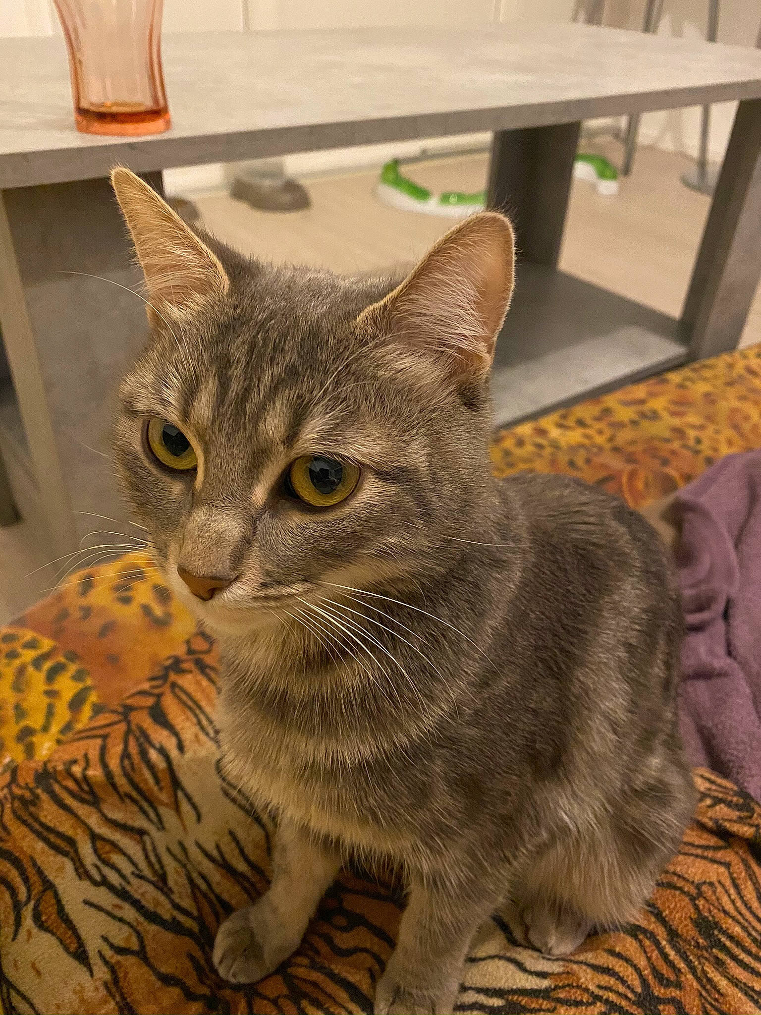 Clochette participe au concours pour gagner de l'argent avec cette photo : art, carnivore, cat, domestic_short_haired_cat, felidae, flooring, fur, grey, small_to_medium_sized_cats, snout, tail, terrestrial_animal, whiskers, wildlife, window