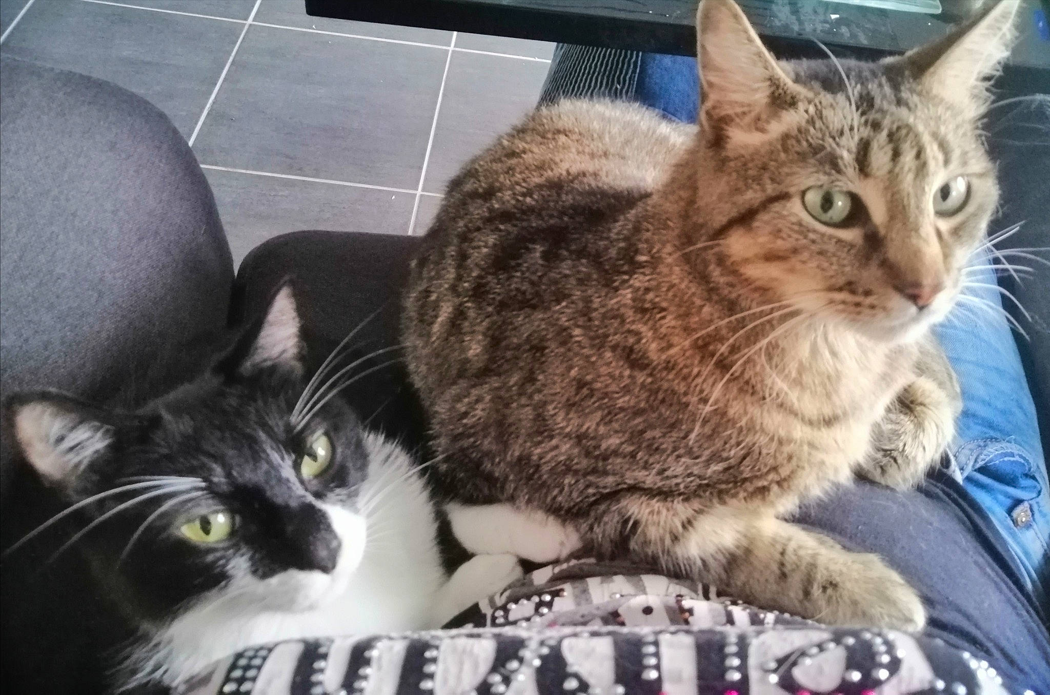 Mikey participe au concours pour gagner de l'argent avec cette photo : box, carnivore, cat, comfort, domestic_short_haired_cat, felidae, fur, mammal, paw, photo_caption, sitting, small_to_medium_sized_cats, snout, vertebrate, whiskers