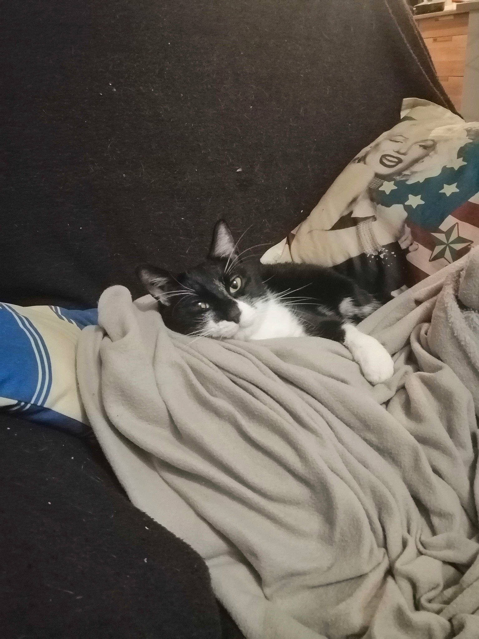 Mikey participe au concours pour gagner de l'argent avec cette photo : bed, bed_sheet, bedding, bedroom, blanket, carnivore, cat, comfort, domestic_short_haired_cat, felidae, fur, grey, linens, nap, room, small_to_medium_sized_cats, tail, textile, whiskers, wood