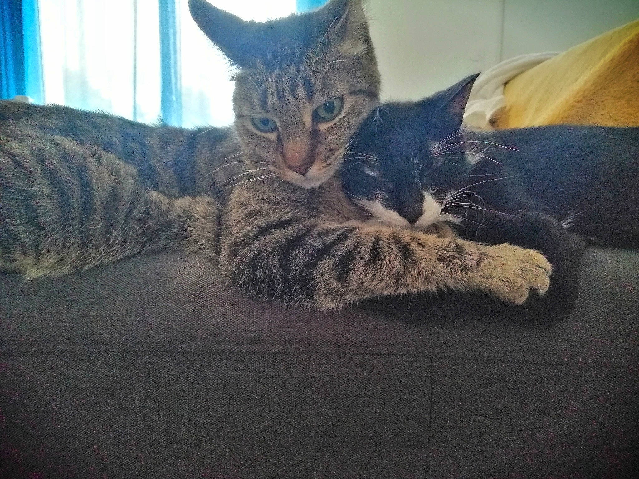 Mikey participe au concours pour gagner de l'argent avec cette photo : carnivore, cat, cat_furniture, claw, comfort, domestic_short_haired_cat, felidae, fur, grey, nap, paw, sitting, sky, small_to_medium_sized_cats, snout, square, tail, tree, whiskers, window