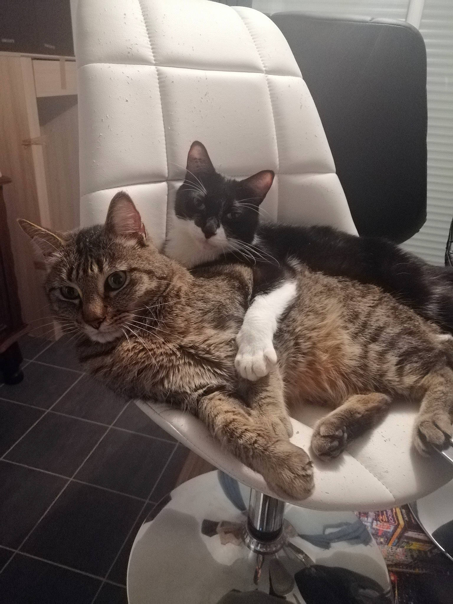 Angel participe au concours pour gagner de l'argent avec cette photo : carnivore, cat, chair, comfort, computer_keyboard, couch, domestic_short_haired_cat, felidae, flooring, fur, furniture, grey, lap, leg, living_room, metal, paw, small_to_medium_sized_cats, tail, whiskers