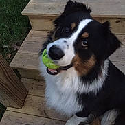 Mickey is registered to the contest to win money with this photo: dog, tennis_ball, wooden_steps, outdoor, playful, tricolor, pet, animal, fur, sitting, cute, happy, looking_up, mouth, paw, nature, grass, daytime, canine, smiling