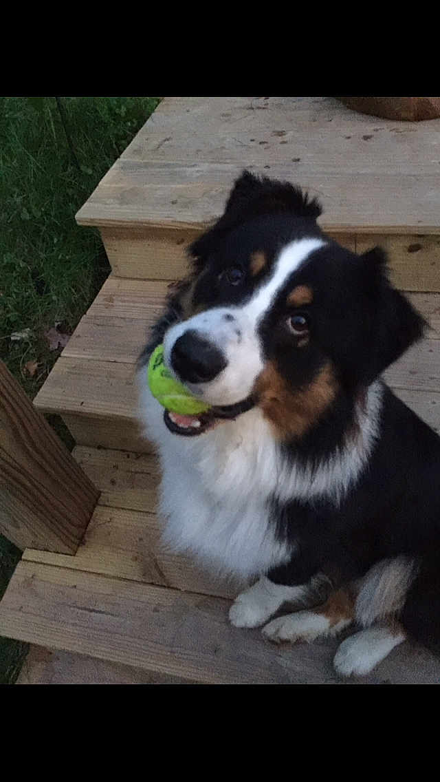 Mickey is registered to the contest to win money with this photo: dog, tennis_ball, wooden_steps, outdoor, playful, tricolor, pet, animal, fur, sitting, cute, happy, looking_up, mouth, paw, nature, grass, daytime, canine, smiling