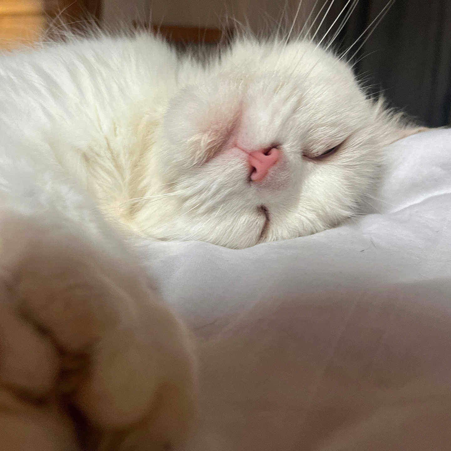 Bianca participe au concours pour gagner de l'argent avec cette photo : angora, animal, bed, bedroom, blanket, cat, computer, electronics, furniture, indoors, kitten, laptop, manx, pc, person, pet, siamese, sleeping, snout, white