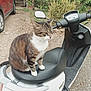 Réa participe au concours pour gagner de l'argent avec cette photo : animal, black, brown, car, cat, daylight, driveway, feline, gravel, greenery, nature, outdoor, pet, plant, scooter, seat, tabby, transportation, vehicle, white
