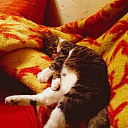 Réa a rejoint le concours — aidez-le/la à gagner de superbes lots ! blanket, cat, comfort, cozy, domestic_animal, feline, fur, household, indoor, nap, patterned_blanket, paw, pet, red_couch, relaxed, resting, sleeping, tabby_cat, warm_colors, whiskers