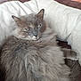 animal, cat, comfort, cozy, cute, ears, eyes, feline, fluffy, fur, gray, home, indoor, mammal, pet_bed, portrait, relaxed, resting, soft, whiskers