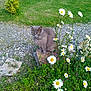 Nouky a rejoint le concours — aidez-le/la à gagner de superbes lots ! animal, cat, daisy, daylight, feline, flora, flower, garden, grass, gray_cat, greenery, leaf, nature, outdoor, pet, plant, shrub, sitting, stone, wildflower