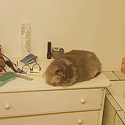 Nouky a rejoint le concours — aidez-le/la à gagner de superbes lots ! calm, cat, clutter, cozy, domestic_animal, drawer, dresser, flashlight, furniture, glasses, gray_cat, hairbrush, household_items, indoor, pet, resting, sleeping, tabletop, tile, white