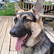 Honor is registered to the contest to win money with this photo: dog, german_shepherd, tongue_out, outdoor, wooden_deck, pet, canine, happy, ears_up, animal, close_up, nature, greenery, summer, daylight, fence, yard, collar, portrait, domestic_animal