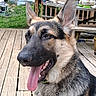 dog, german_shepherd, tongue_out, outdoor, wooden_deck, pet, canine, happy, ears_up, animal, close_up, nature, greenery, summer, daylight, fence, yard, collar, portrait, domestic_animal