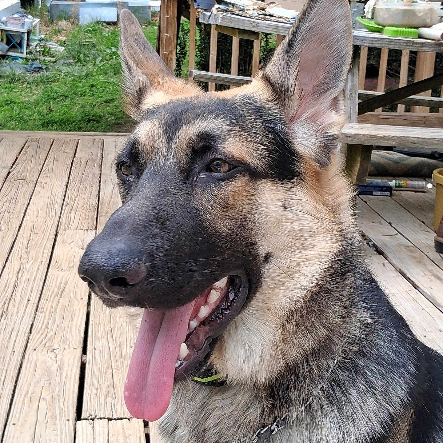 Honor is registered to the contest to win money with this photo: dog, german_shepherd, tongue_out, outdoor, wooden_deck, pet, canine, happy, ears_up, animal, close_up, nature, greenery, summer, daylight, fence, yard, collar, portrait, domestic_animal