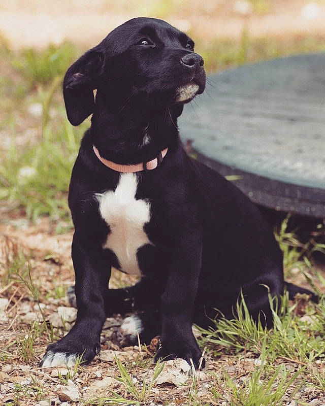 Kawa participe au concours pour gagner de l'argent avec cette photo : american_pit_bull_terrier, bandog, cane_corso, canidae, carnivore, companion_dog, dog, dog_breed, great_dane, guard_dog, hunting_dog, mammal, molosser, non_sporting_group, rare_breed_dog, sporting_group, vertebrate