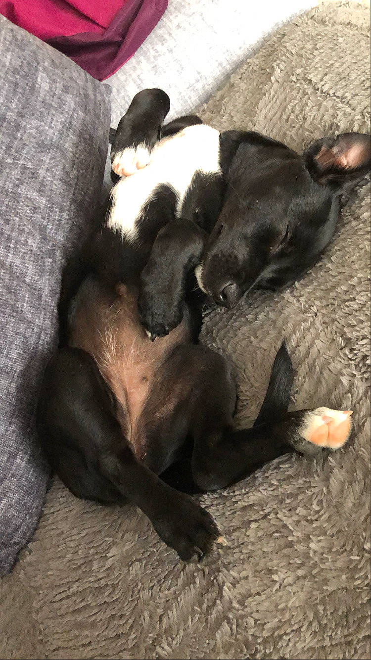 Kawa a rejoint le concours — aidez-le/la à gagner de superbes lots ! american_pit_bull_terrier, borador, canidae, carnivore, dog, dog_breed, fawn, great_dane, guard_dog, lurcher, mammal, non_sporting_group, patterdale_terrier, puppy, sporting_group, tail, vertebrate