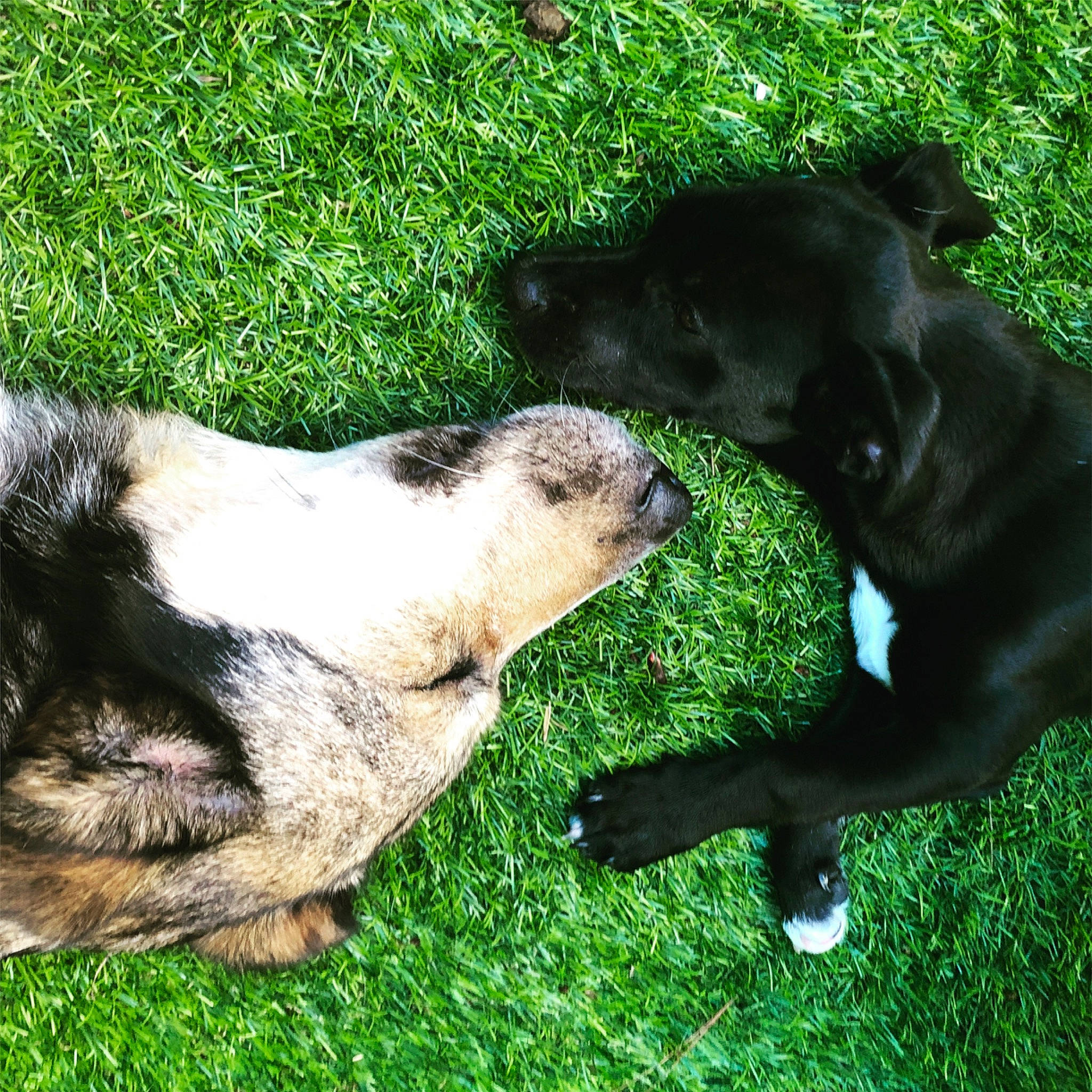 Kawa participe au concours pour gagner de l'argent avec cette photo : canidae, carnivore, dog, dog_breed, grass, labrador_retriever, lawn, plant, puppy, snout, sporting_group, tail