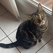 Randy participe au concours pour gagner de l'argent avec cette photo : abyssinian, angora, animal, cat, door, egyptiancat, hardwood, indoors, kitten, manx, pet, slate, tile, window, windowsill, wood