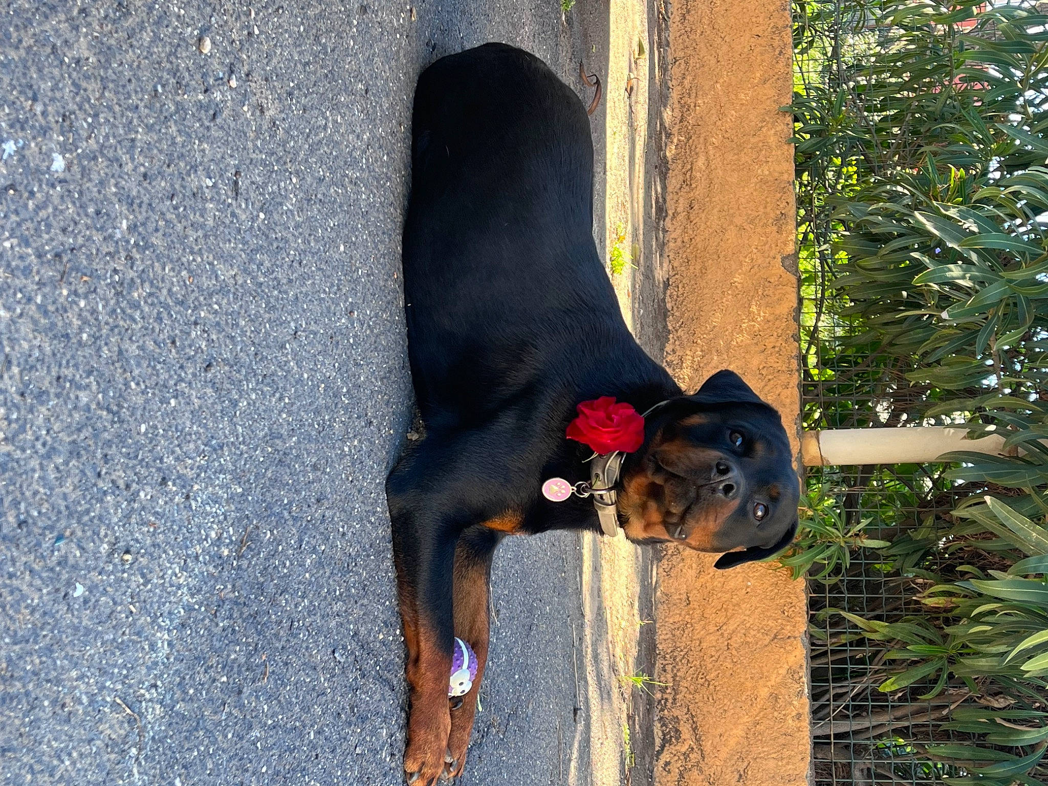 Nala participe au concours pour gagner de l'argent avec cette photo : asphalt, canidae, carnivore, collar, dobermann, dog, dog_breed, dog_supply, guard_dog, natural_material, pet_supply, plant, road_surface, snout, sporting_group, tail, tar, terrestrial_animal, working_animal, working_dog