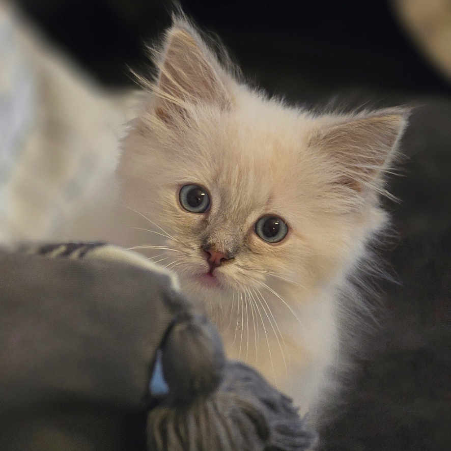 Blu is registered to the contest to win money with this photo: abyssinian, angora, animal, art, bird, canine, cat, collage, dog, kitten, manx, person, pet, siamese, text