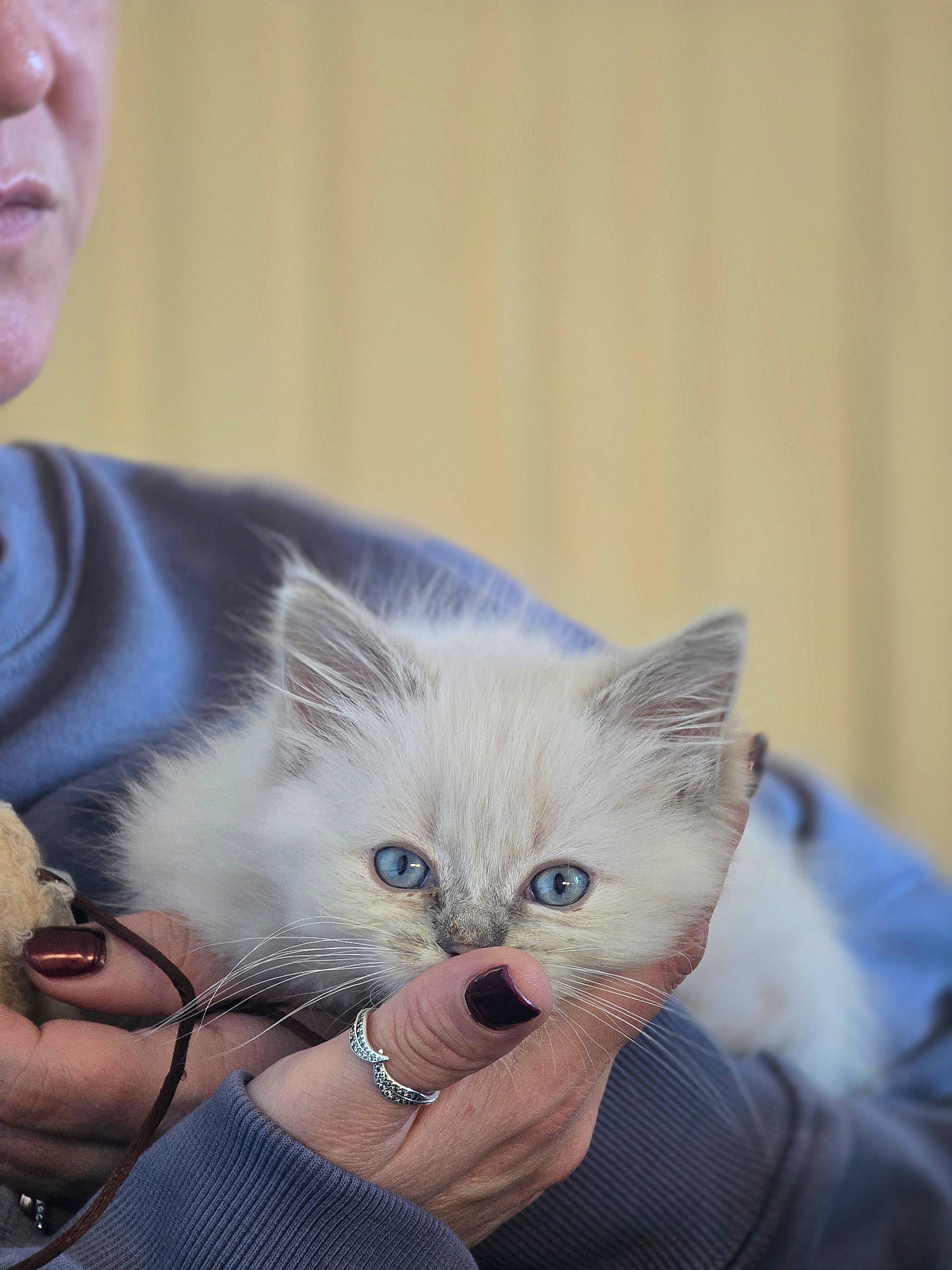 Blu is registered to the contest to win money with this photo: abyssinian, angora, animal, bodypart, cat, doctor, face, finger, hand, head, kitten, manx, person, pet, siamese, veterinarian, wrist