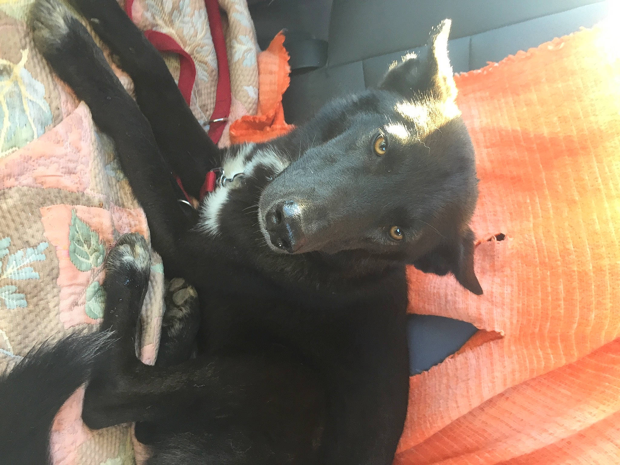 Rheia a rejoint le concours — aidez-le/la à gagner de superbes lots ! borador, canidae, carmine, carnivore, claw, comfort, companion_dog, dog, dog_breed, felidae, fur, guard_dog, jaw, non_sporting_group, small_to_medium_sized_cats, snout, sporting_group, tail, whiskers, working_animal