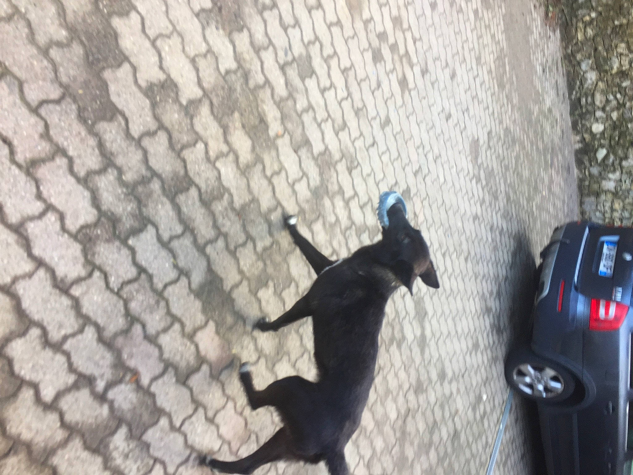 Rheia participe au concours pour gagner de l'argent avec cette photo : adventure, art, asphalt, automotive_exterior, automotive_lighting, automotive_tire, bumper, concrete, dog, dog_breed, flooring, luggage_and_bags, recreation, road, road_surface, shadow, sidewalk, sports_equipment, tail, vehicle_door