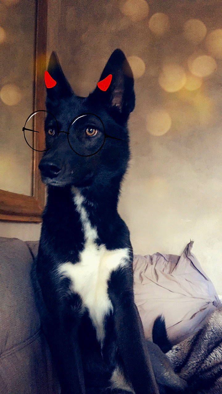 Rheia a rejoint le concours — aidez-le/la à gagner de superbes lots ! art, black_cat, canidae, carmine, carnivore, collar, companion_dog, dog_breed, domestic_short_haired_cat, electric_blue, felidae, fur, grey, head, small_to_medium_sized_cats, snout, sporting_group, tail, whiskers, working_animal