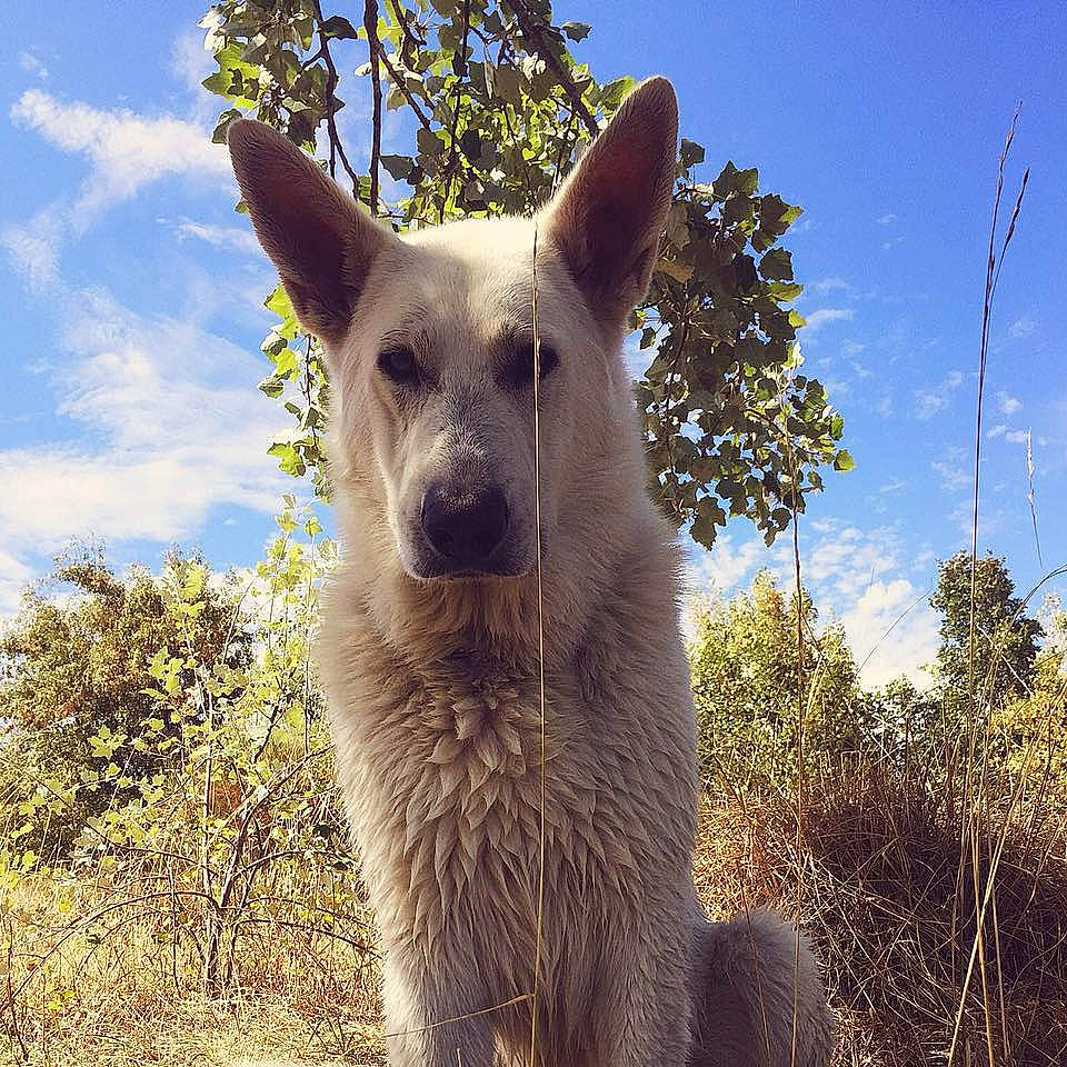 Isatis a rejoint le concours — aidez-le/la à gagner de superbes lots ! canidae, carnivore, cloud, companion_dog, dog, dog_breed, fawn, fur, german_shepherd_dog, grass, herding_dog, llama, plant, sky, snout, sporting_group, terrestrial_animal, tree, whiskers, working_animal