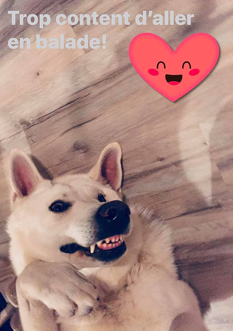 Isatis participe au concours pour gagner de l'argent avec cette photo : canidae, carnivore, companion_dog, dog, dog_breed, fawn, font, fur, happy, heart, herding_dog, love, organ, paw, photo_caption, poster, smile, snout, sporting_group, whiskers