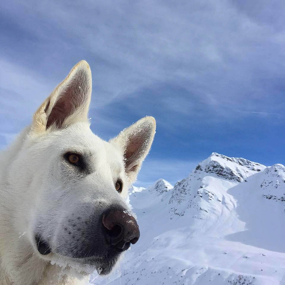 Isatis participe au concours pour gagner de l'argent avec cette photo : arctic, canidae, carnivore, cloud, dog, dog_breed, freezing, glacial_landform, ice_cap, mountain, mountain_range, non_sporting_group, polar_ice_cap, sky, slope, snow, sporting_group, terrestrial_animal, wildlife, winter