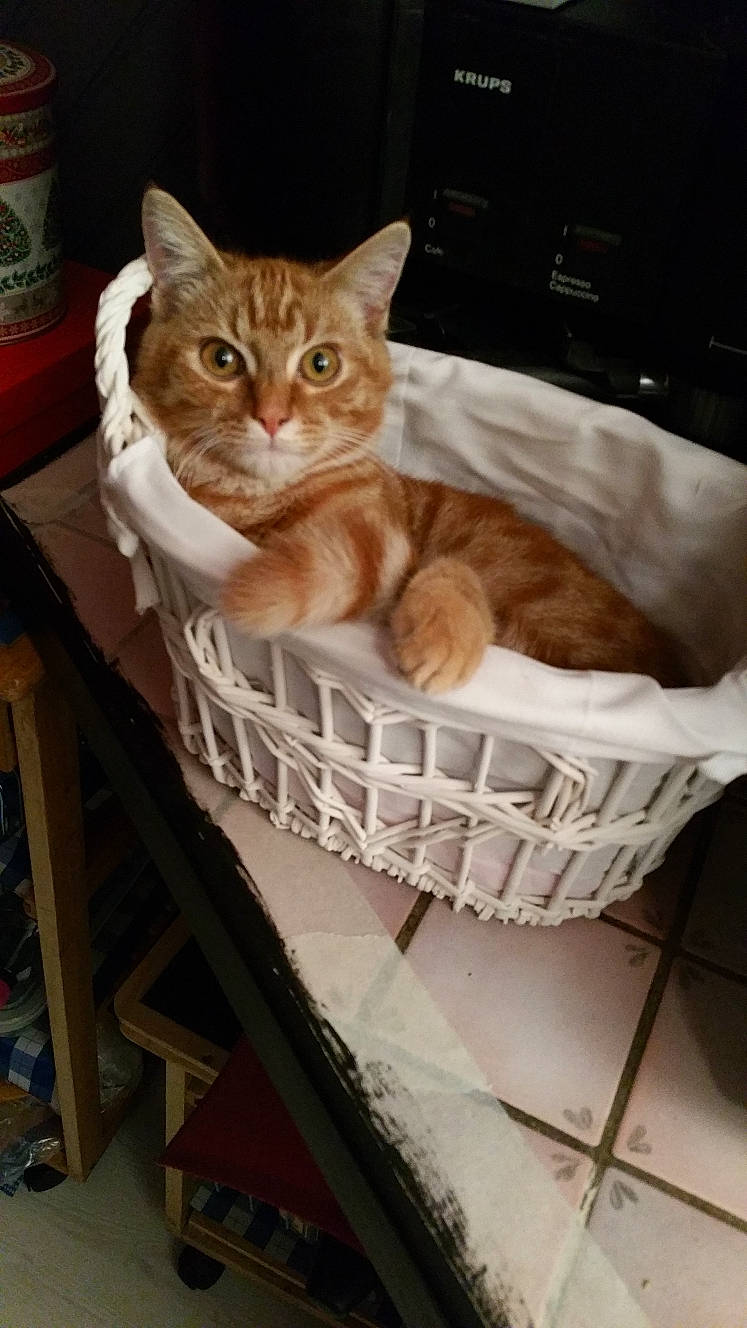 Litchie participe au concours pour gagner de l'argent avec cette photo : aegean_cat, american_shorthair, arabian_mau, asian, australian_mist, basket, carnivore, cat, cat_bed, domestic_short_haired_cat, dragon_li, european_shorthair, fawn, felidae, kitten, small_to_medium_sized_cats, tabby_cat, whiskers