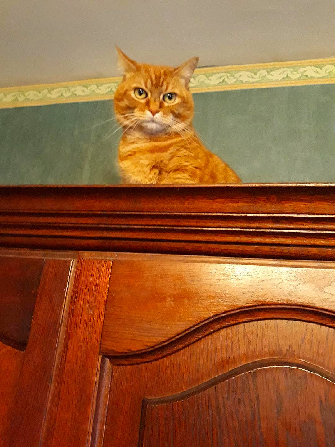 Litchie a rejoint le concours — aidez-le/la à gagner de superbes lots ! caramel_color, carnivore, cat, domestic_short_haired_cat, eye, fawn, felidae, hardwood, molding, small_to_medium_sized_cats, varnish, whiskers, wood, wood_stain