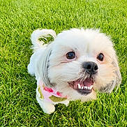 Chiquis is registered to the contest to win money with this photo: animal, canine, closeup, collar, cute, dog, ears, friendly, fur, grass, happy, nature, outdoor, pet, playful, small_dog, smiling, summer, tongue, white_fur