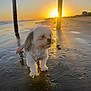 Chiquis joined the competition — help win amazing prizes! animal, beach, cute, dog, light, nature, outdoor, peaceful, puppy, reflection, sand, shadow, shore, sky, small_dog, sun, sunset, twilight, water, wet_sand