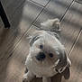 adorable, animal, canine, companion, cute, dog, domestic, fluffy, friendly, gray_ears, home, indoor, looking_up, pet, puppy, shadow, sitting, small_dog, white_fur, wooden_floor